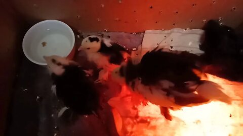 Belgian D'uccle chicks, Mottled, 1-2 weeks old 31st July 2020 ( Video 1 )