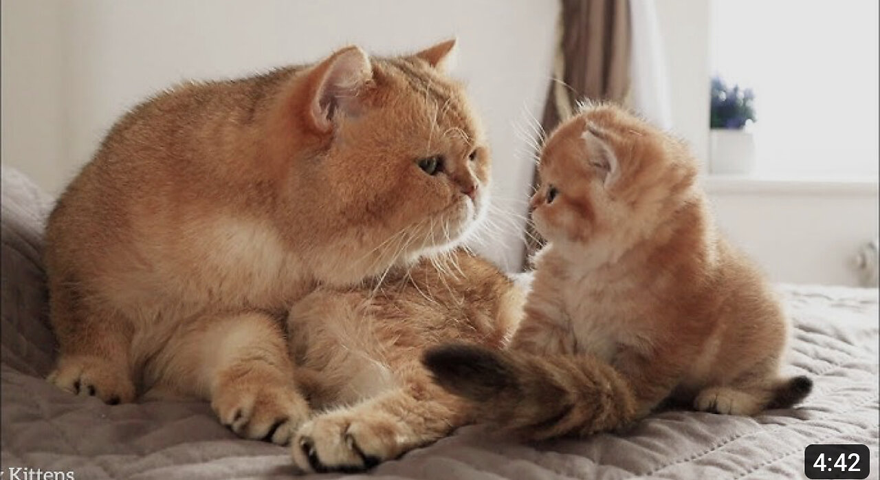 The kitten saw his father William For the First Time. 😄