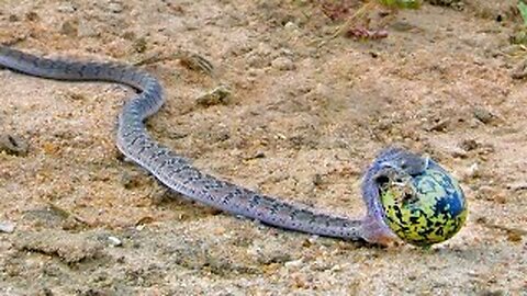 Snake Turns into a Balloon After Stealing Huge Egg