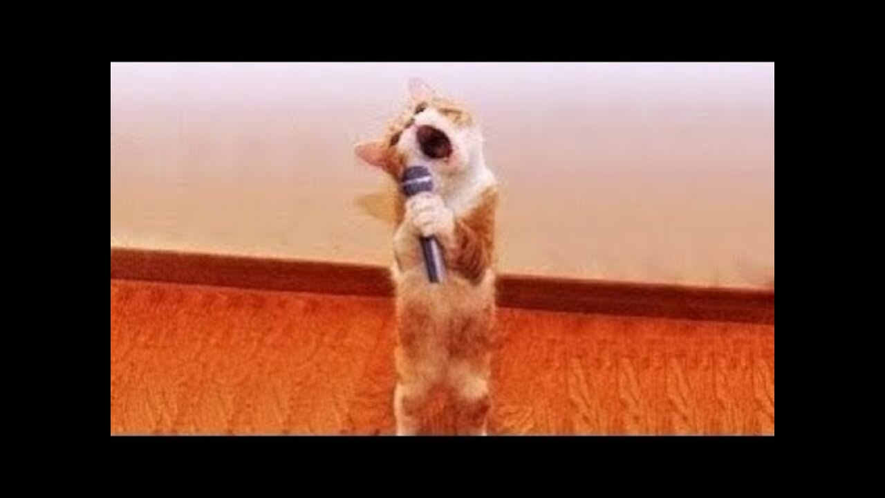 Omg! So Cute Pets | Cute Baby Animals & Funny Pets Video Compilation