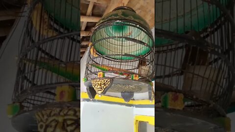 burung jogjog garabagan