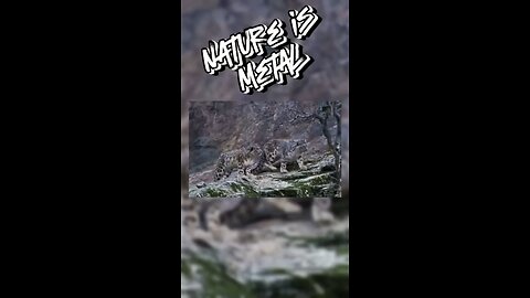 Snow Leopard vs Goat Part 2 (final)