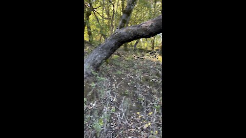 Tree Arched Over Trail