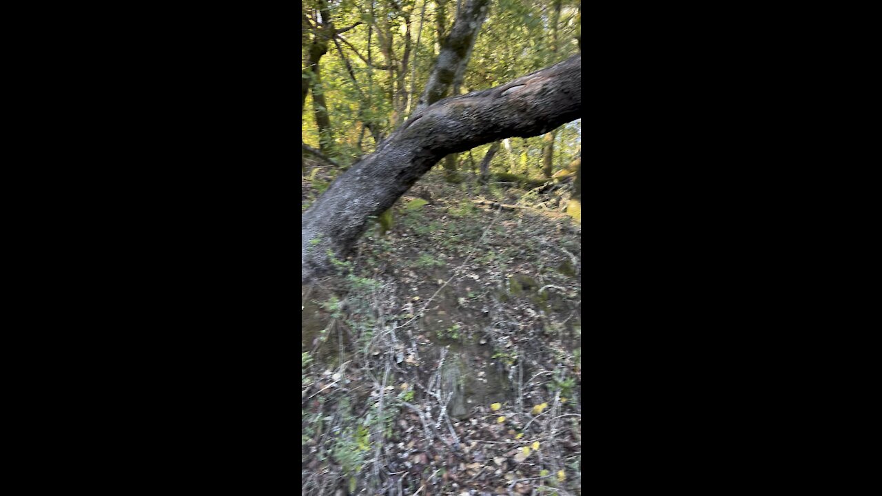 Tree Arched Over Trail