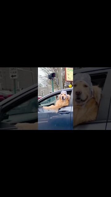 Dog Is On Vacation 🏖