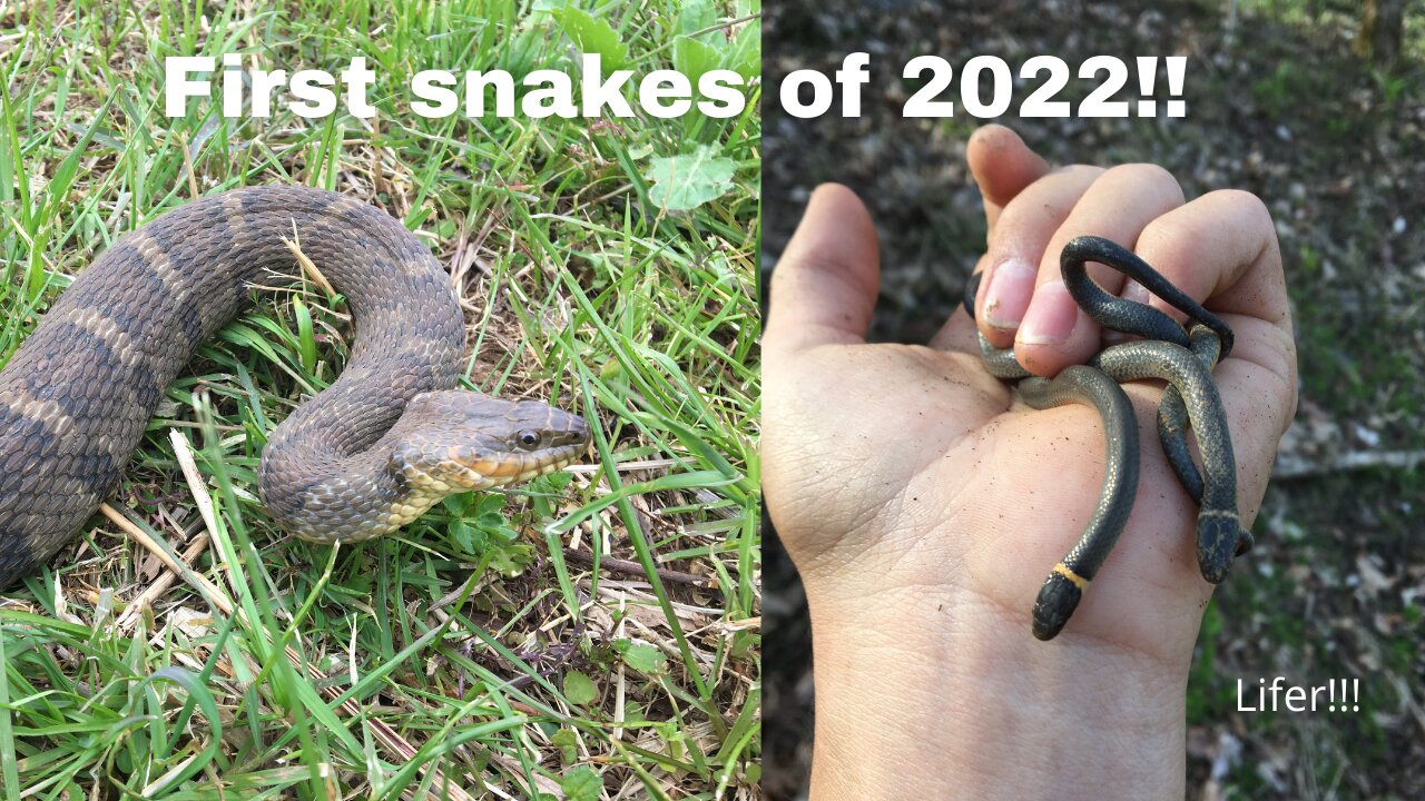 First snakes of the year! Herping 2022!