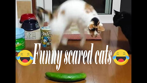 Funny Scaredy Cats Compilation!