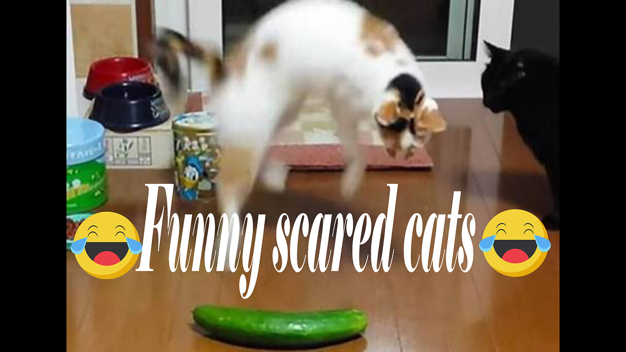 Funny Scaredy Cats Compilation!