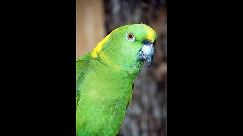 parrot animals parrot animals