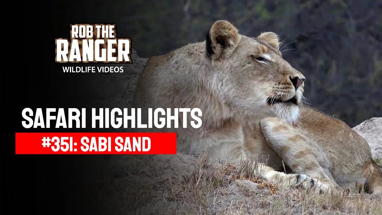 Safari Highlights #351: 11 - 14 July 2015 | Sabi Sand Nature Reserve | Latest Wildlife Sightings