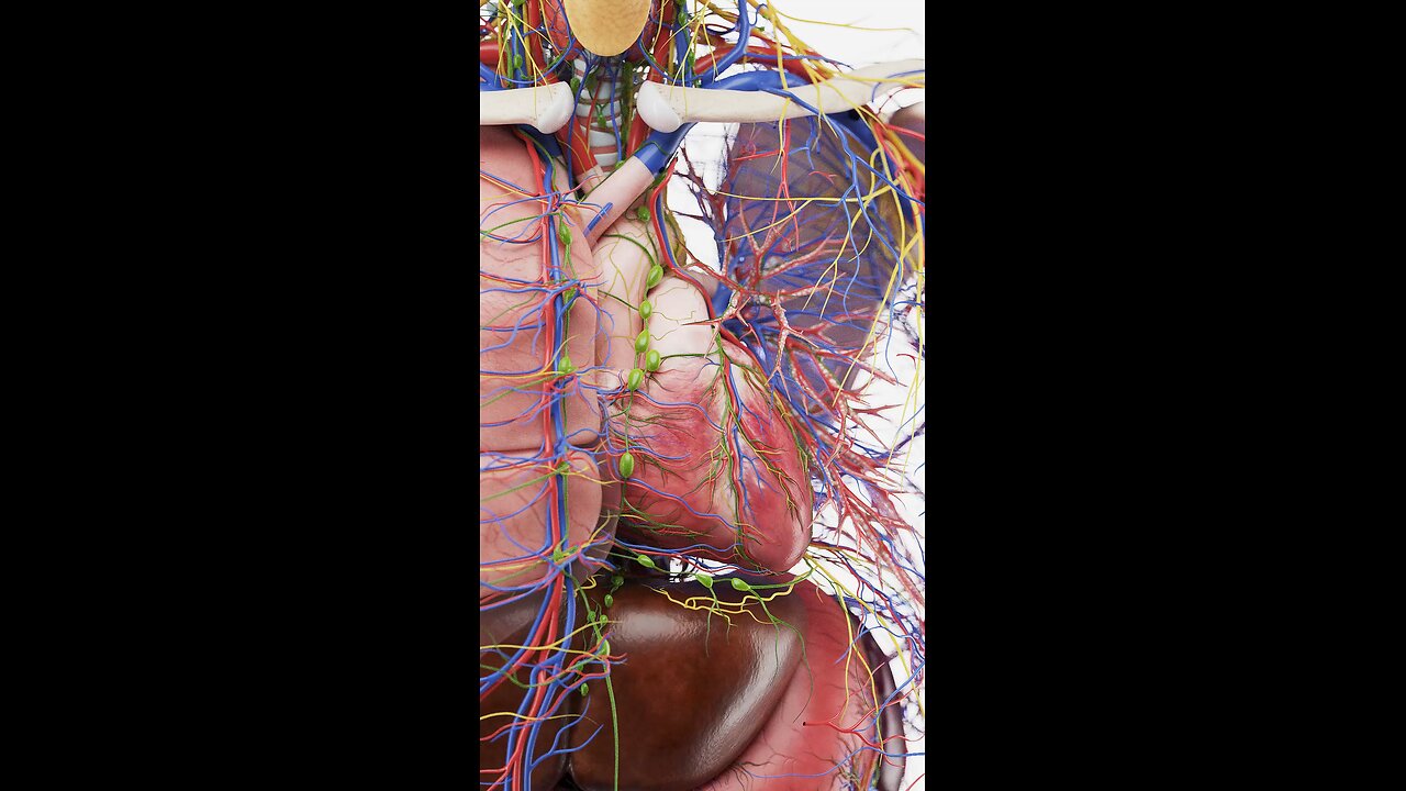 Positioned snugly within the thorax With our detailed 3D models| #heart #viral #popular #3d