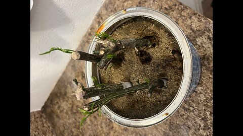 Propagating citrus in a coffee can