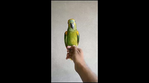 Amazon parrot