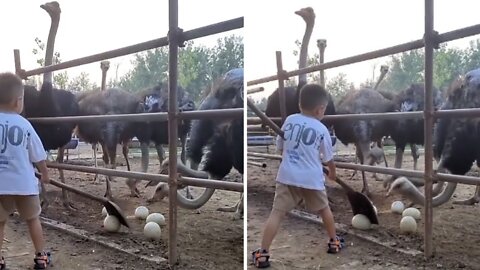 A trick used by a young child to steal the eggs of a South African ostrich