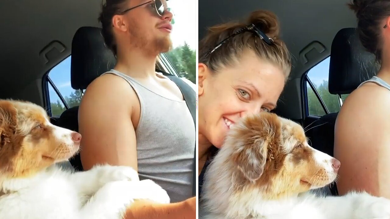 Aussie Puppy "Helps" Her Owner Drive The Car