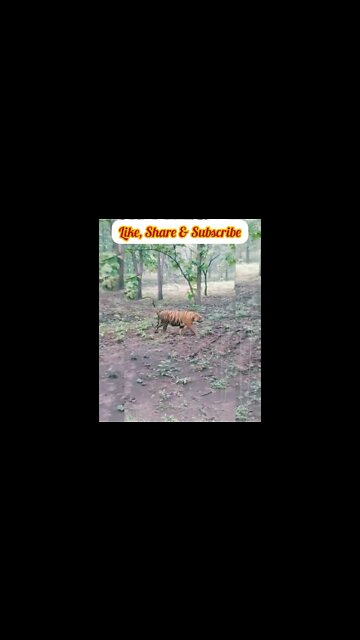 Tiger Raipur Dehradun Uttarakhand
