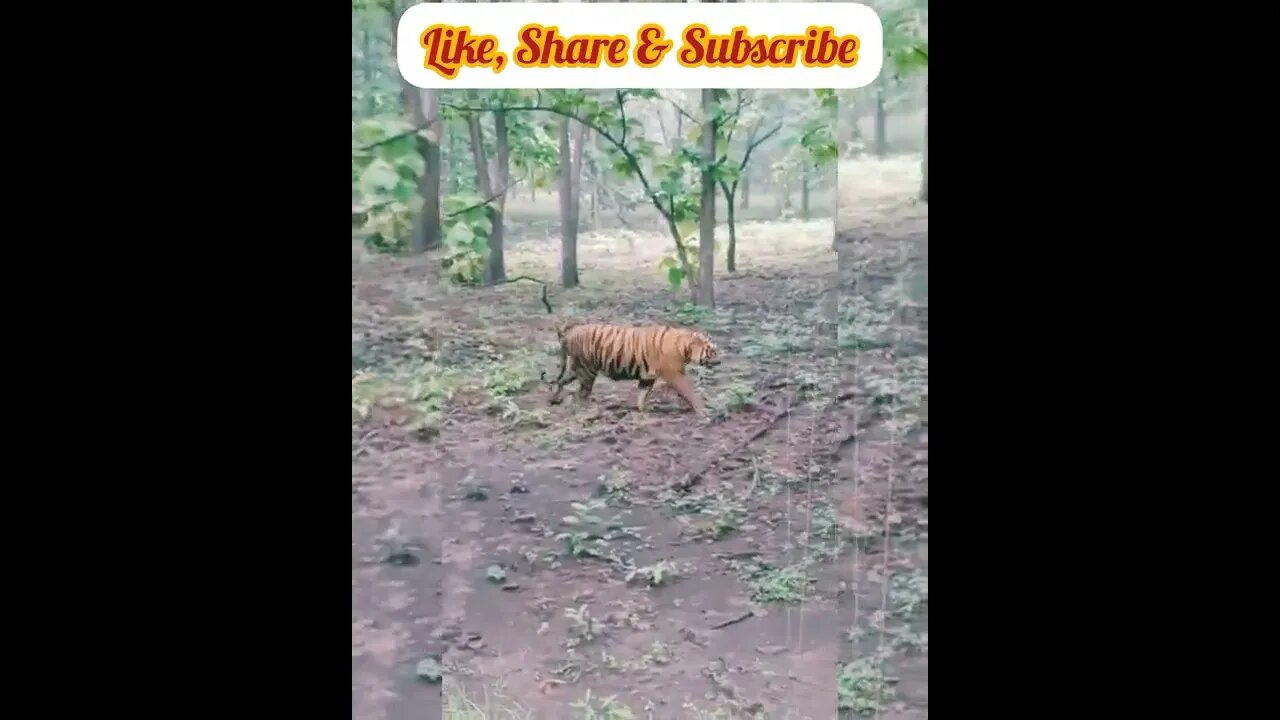 Tiger Raipur Dehradun Uttarakhand