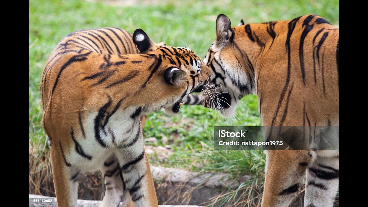 Stregl animal