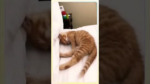 Cute Cat Funny Fail moments || 😂🤪😻 -#shorts #shortsfeed #youtubepets_&_animals