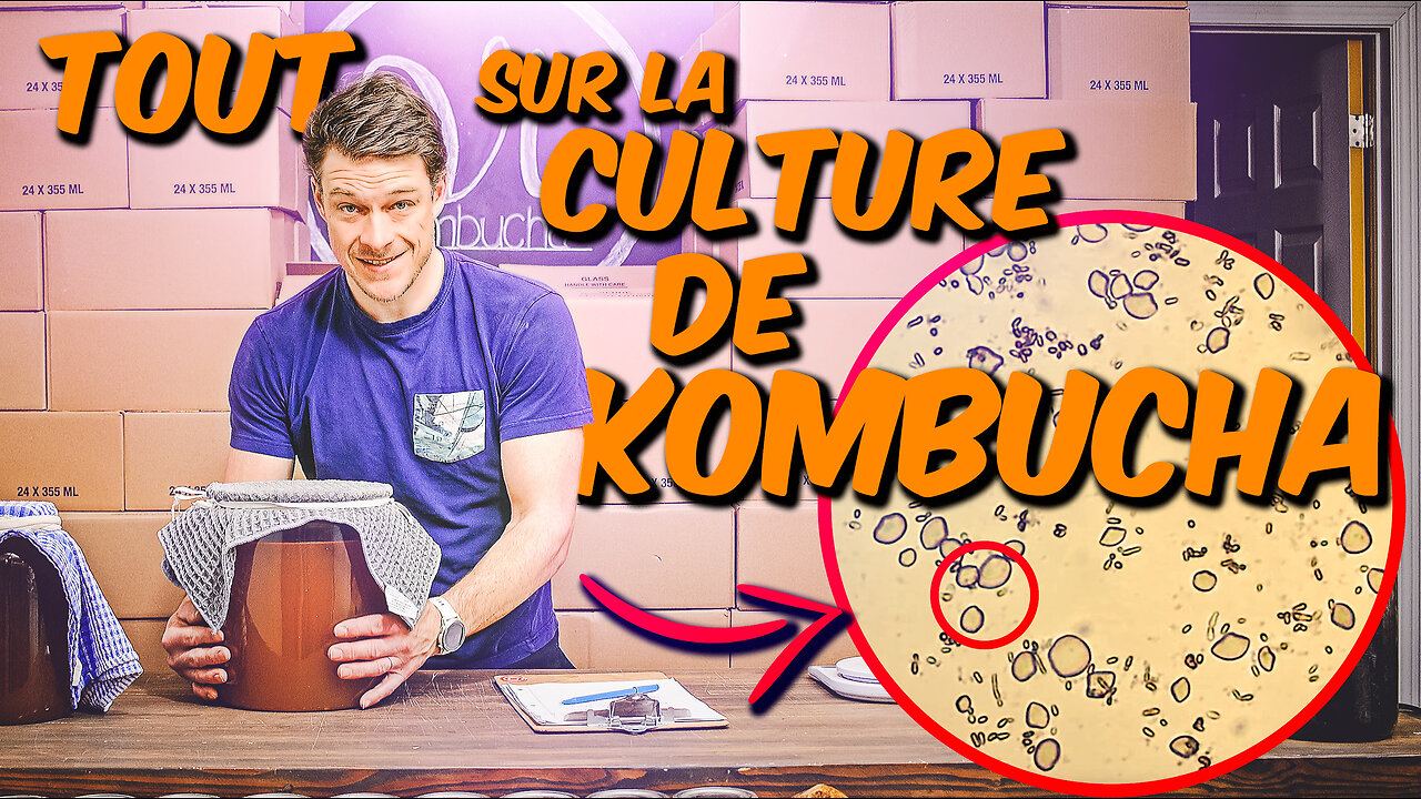 "Starter" ou SCOBY... Tout savoir sur la CULTURE de Kombucha