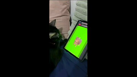 Reacting to a screen cat