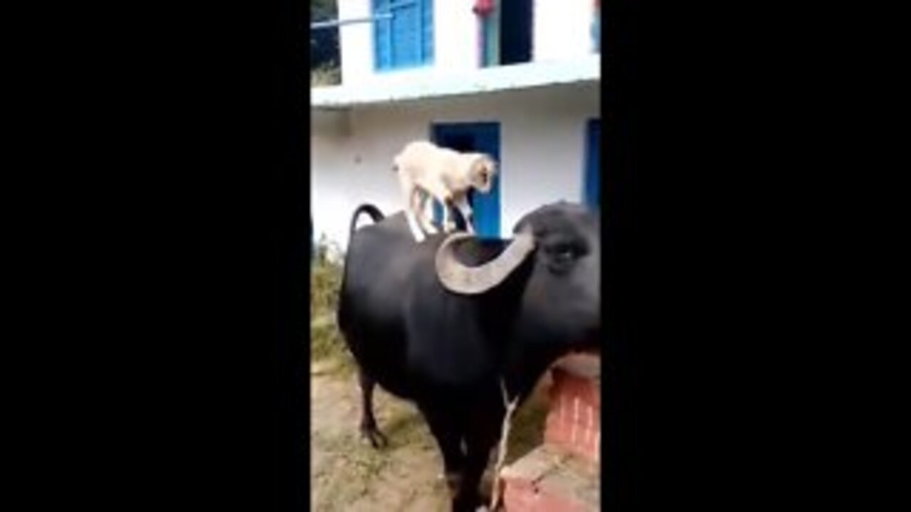 💗 Funny Animal Video - Try Not To Laugh