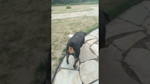 Rottweiler 💖 #Shorts #rottweiler