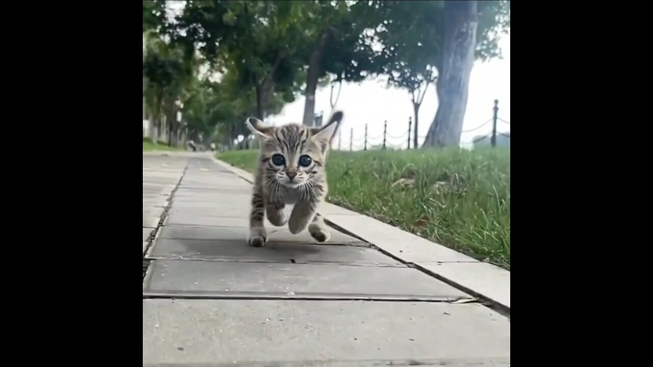 Funny Cats Videos #5