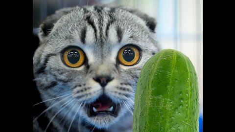 Cucumbers Scare The Life Out Of Cats | Funnu pet