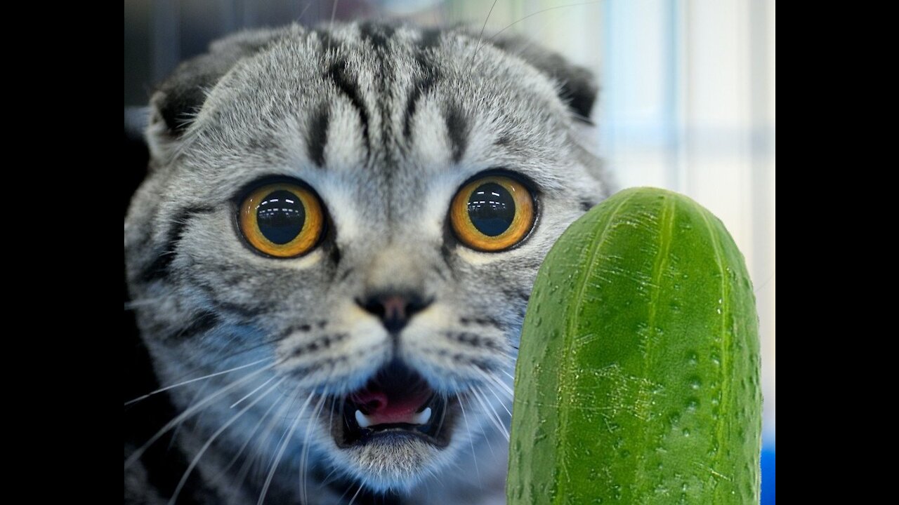 Cucumbers Scare The Life Out Of Cats | Funnu pet