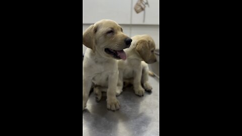 Labrador puppy