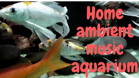 Home ambient music theme aquarium 6 hours