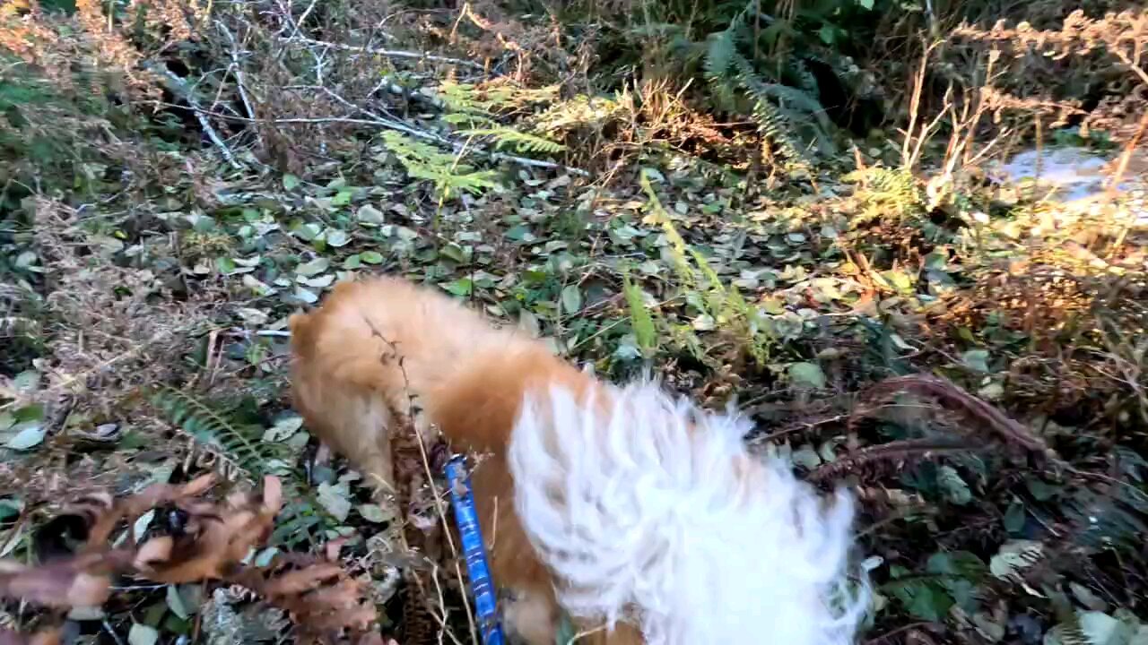 A boy and his dog Wilderness Challenge w/ Jack 🌲🐕🌲