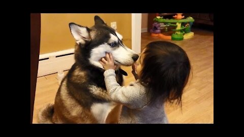 Baby Loves Siberian Husky Dog <3