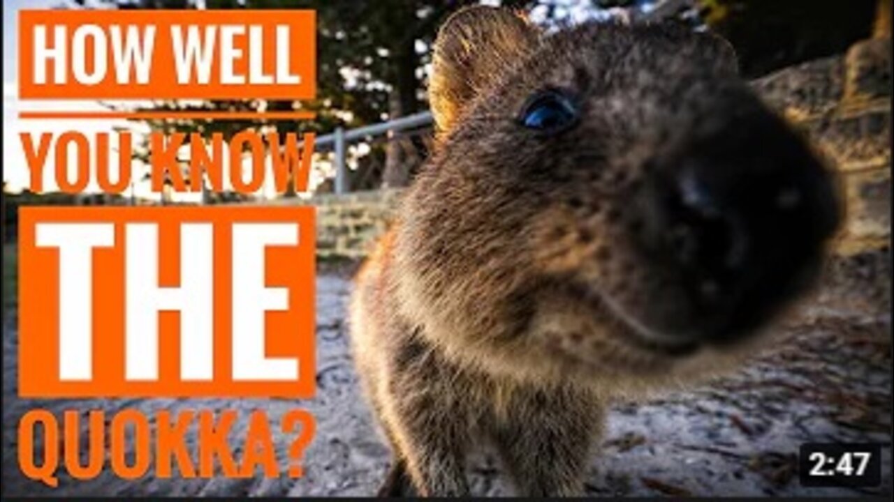 Quokka || Description, Characteristics and Facts!