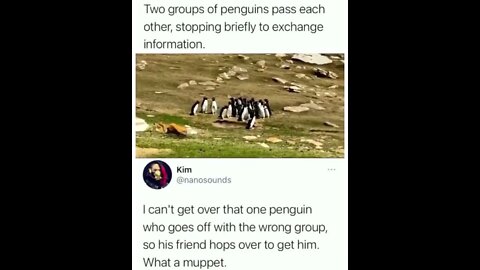Ah yes Penguins