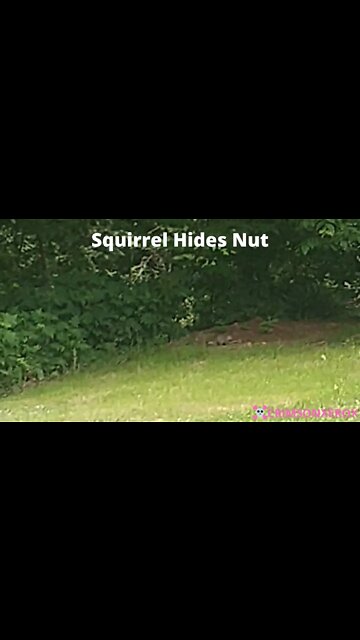 Squirrel Hides Nut