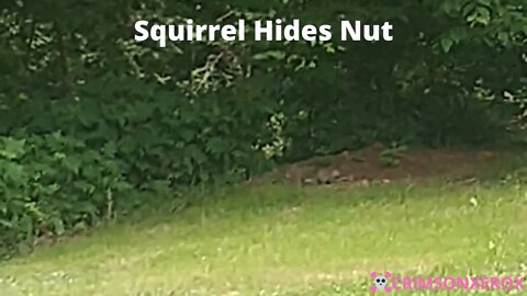 Squirrel Hides Nut