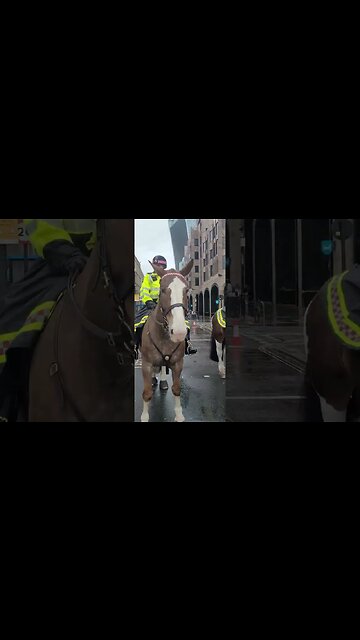Horse called George on St George's day #metpolice