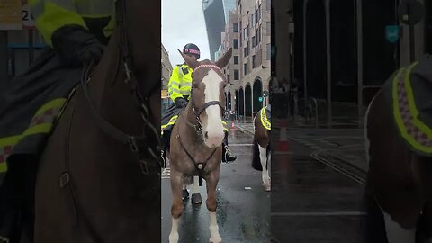 Horse called George on St George's day #metpolice