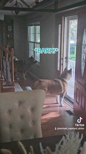 Barking Akita alerting me to an approaching stranger.