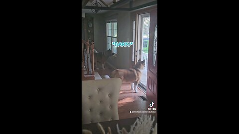 Barking Akita alerting me to an approaching stranger.