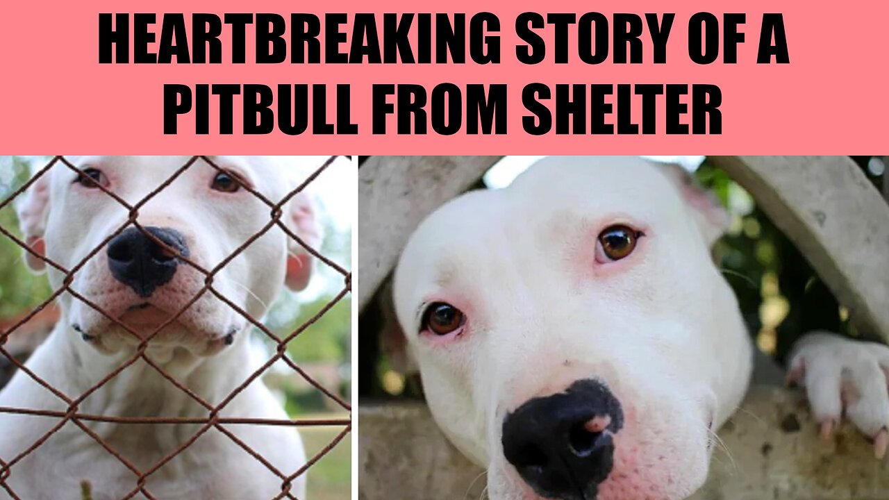 A Heartwarming Journey: After 300 Days, Pit Bull Finds Forever Home with Loving Family 🏡❤️