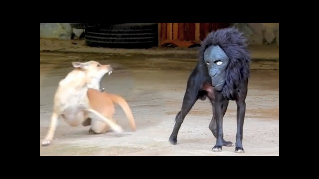 Funny troll dog prank