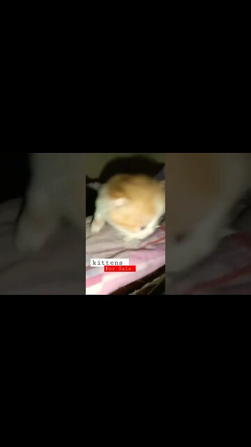 New Born Persian kittens | Cute Cats Videos 🐈 | By @Persian Cats Zone 🐈