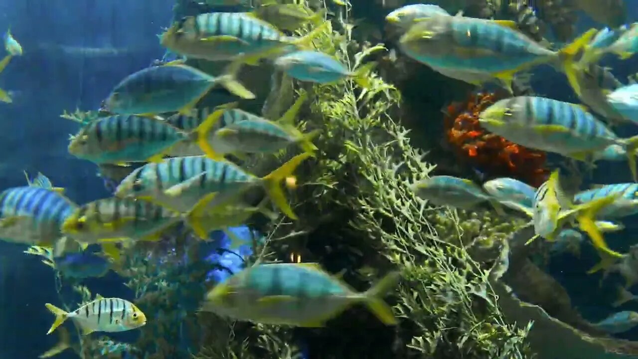 Striped fishes swim around rock reef under deep blue water, school of fish in the deep of the sea, b