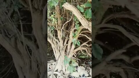 Spooky driftwood