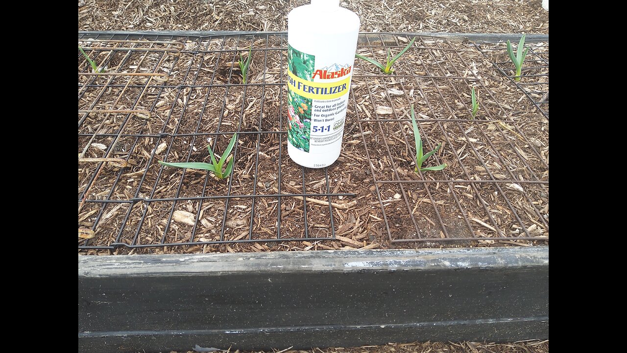 First Garlic Fertilizing 3/2/24