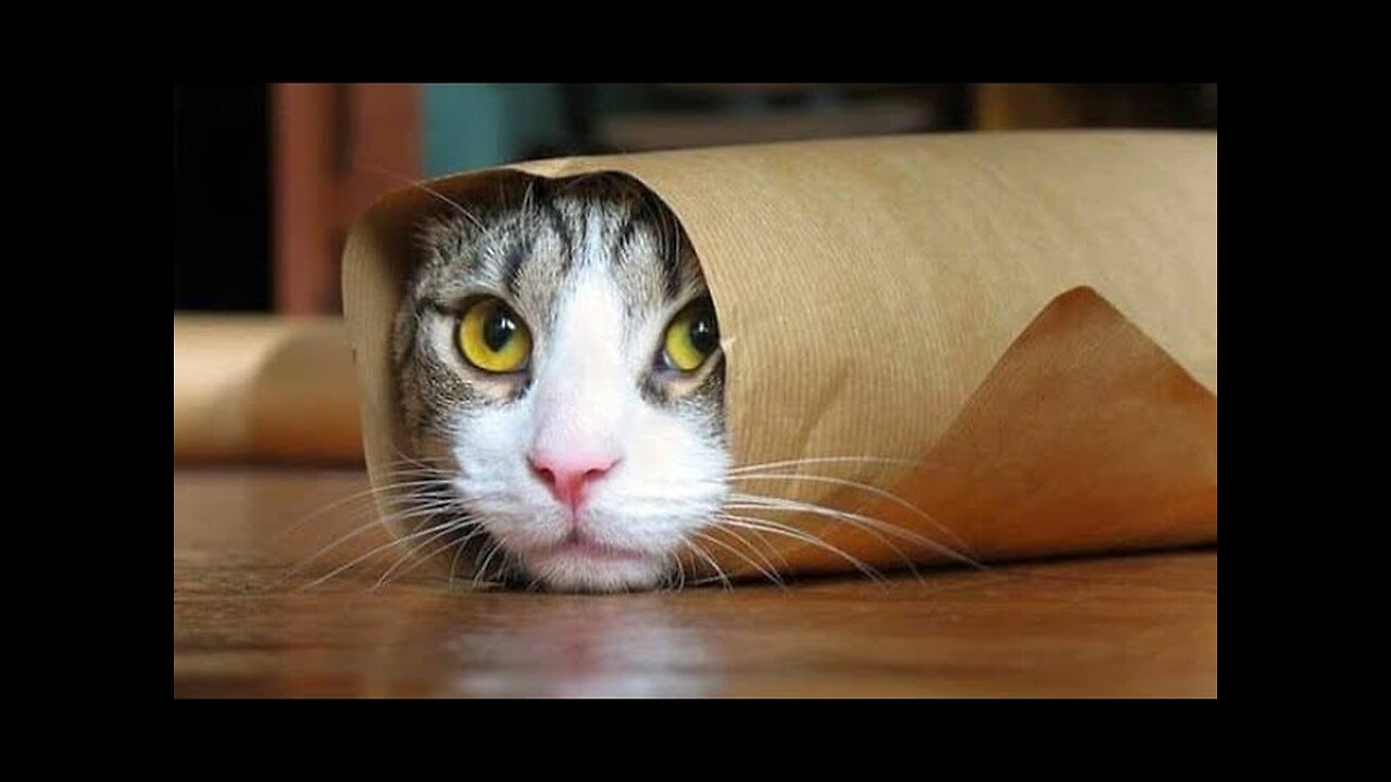 Funniest Animals - Cute Cats and Dogs Funny Videos Compilation __ Animal Gags