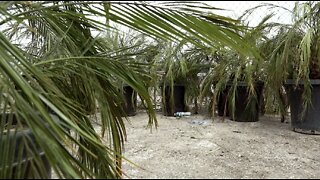 $200k worth of EDC trees donated to Las Vegas residents